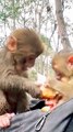 Mankey Funny Shots, Shorts Mankey Funny Moments, Trending Video, Viral Videos #Animals#Mankey