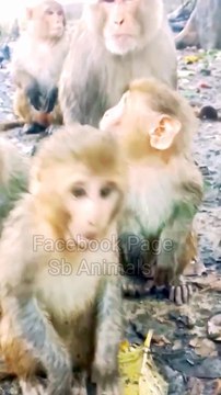 Animals Shorts Video, Funny Shots Mankey, Mankey Moments, Mankey Reaction Video, Trending Video, Viral Video, New Video #Animalsvideo#Mankeyvideo