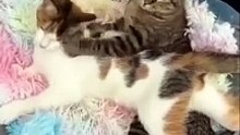 Good morning in three.. two.. one!  Funny video with cats and kittens!