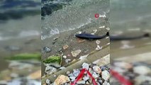Bursa’da ölü yavru yunus balığı karaya vurdu