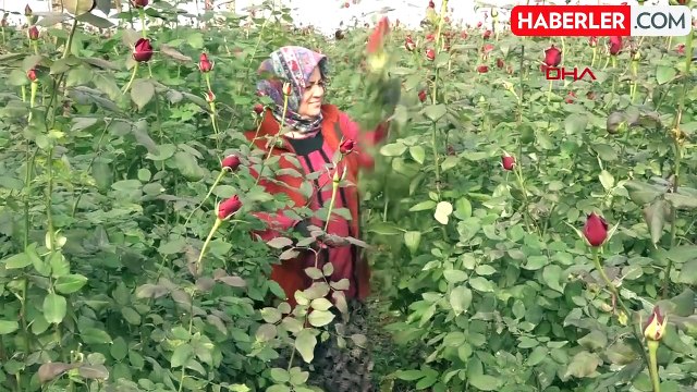 Sevgililer Günü'nde Kırmızı Gül Fiyatları Arttı
