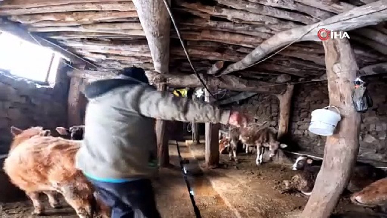 İneklere ‘Dilber’ şarkısını dinleten besici: Süt verimini artırıyor