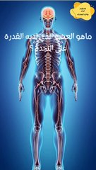 ماهو العضو الذى لدية القدرة على التجدد؟؟