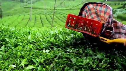 Chai Ki Patti kaise banti hai Factory Mein