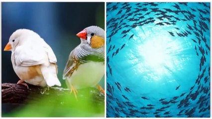 ニュージーランドで最も珍しい、時間の流れが違う島。恐ろしい。