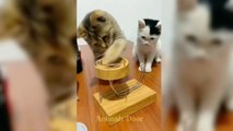 Cute Cat and Funny Cat Videos #2 | AnimalsDoor Only Fun | Cute Cat video | #funnycats  #Cutecat