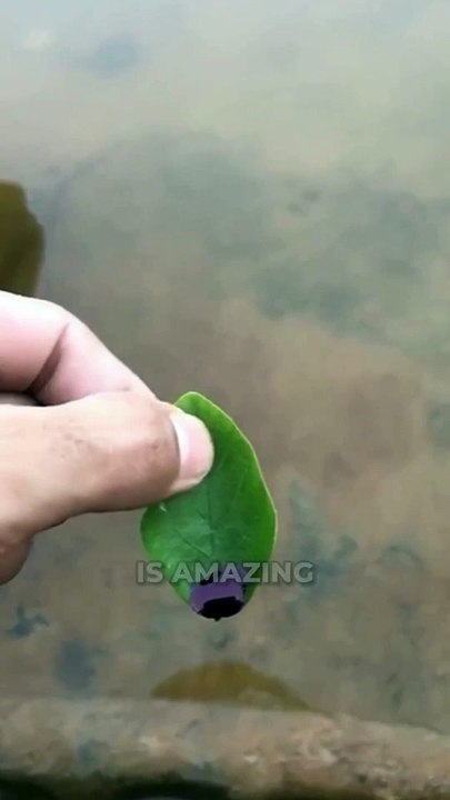 This Leaf Can Move By Itself 