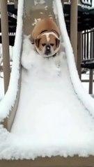 Ultimate Try Not to Laugh Challenge: Hilarious Dogs Edition!   #Funny  #Dog #Shorts
