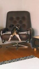 Try not to laugh Funny animals‖ #shorts  #funnyvideos