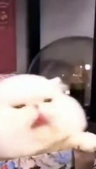 The Ultimate Cat Comedy Compilation  #Cat #Funny #Shorts