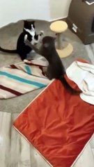 The Ultimate Cat Comedy Compilation  #Cat #Funny #Shorts