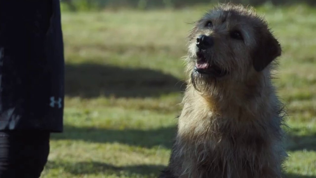 In Arthur der Große erleben ein Extremsportler und ein Vierbeiner ein gemeinsames Abenteuer