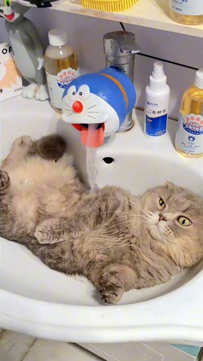 kucing lucu
