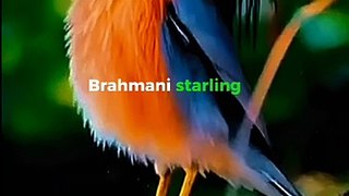 Amazing Fact About Brahminy Starling Bird!