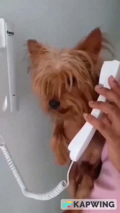 call with dog
