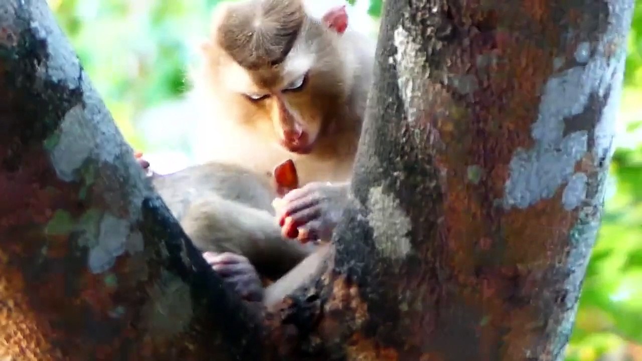 Sad news!, pitiful baby Sada feel very pain, Sada gets serious injury, Sabe mom warm baby (720p_25fps_H264-192kbit_AAC)