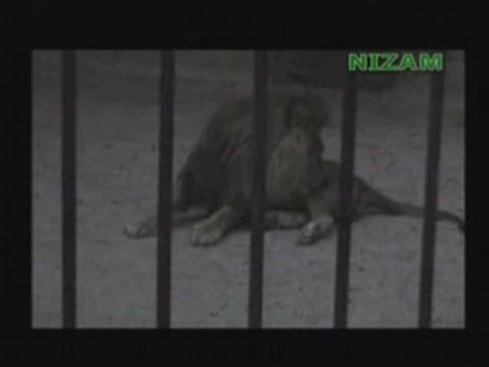 Dailymotion_Lion_roars_Allah