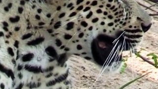Leopard not happy with my guests #wildlife #wildlioness