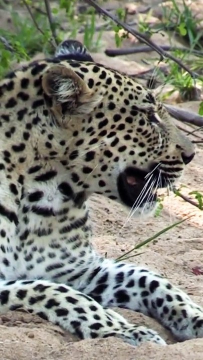 Leopard not happy with my guests #wildlife #wildlioness