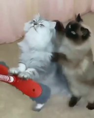 Two cats are friends in everything, anyway.