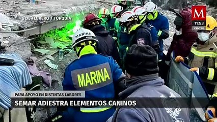 Semar continúa el adiestramiento de perros rescatistas; estos son algunos de ellos