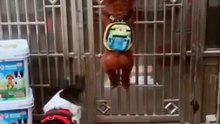 Funny Dog Videos Creative Commons