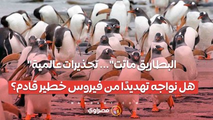 تحذيرات عالمية: هل يهددنا فيروس خطير يسبب موت البطاريق؟ 🧪