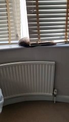 Please Do Not Disturb the Kitty