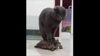 BEST 2024FUNNIEST ANIMALS  Funny Animal Videos Compilation  Try Not To Laugh #32