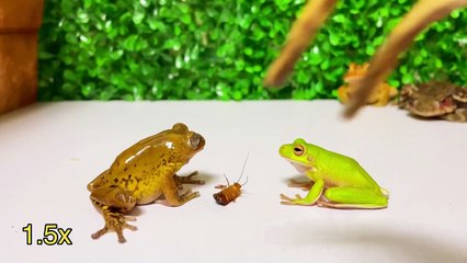 小蟾跟著大蟾混，三天挨九頓打系列一32   小蟾跟著大蟾混，三天挨九頓打系列一32   By 魔术师晓东   Facebook