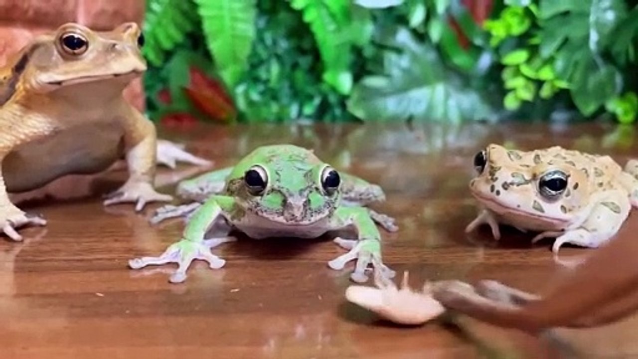 樹蛙：你再搶，我特么咬你   樹蛙：你再搶，我特么咬你   By 魔术师晓东   Facebook