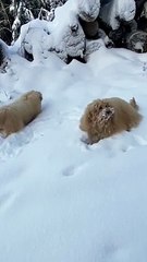 Goldendoodle Puppies Play in the Snow