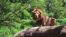 El Rey León y su Dominio en la Selva
