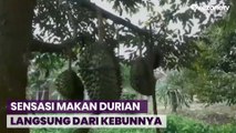 Nikmatnya Makan Durian di Muaro Jambi,  Langsung Petik dari Kebun!