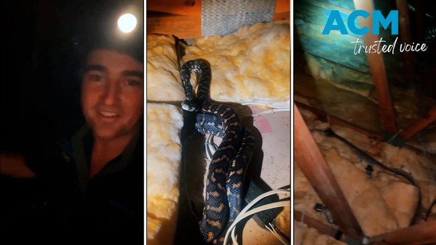 Family of pythons discovered in Queensland roof | The Border Mail ...