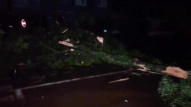 Bairro Neva em apagão após árvore cair na fiação