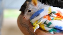 Bonnie the Rufous Bettong 5.2.24