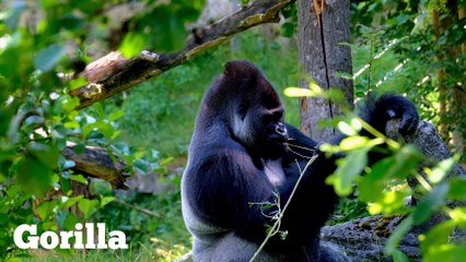 Wild animal sounds compilation - The Language of the Wild @wildanimals