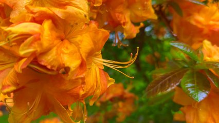 Pamela Storch - Starting Now (Official 4K Music Video)