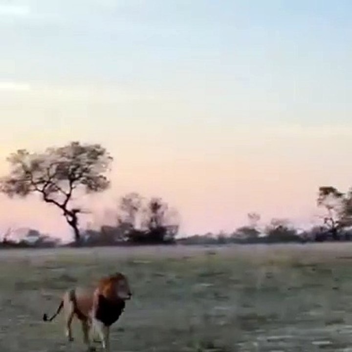 Lions In Action Run Right Past