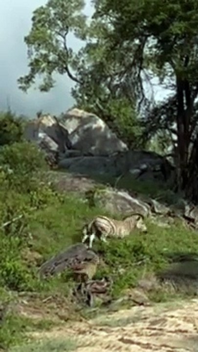 Mother Zebra Foils Leopard’s Hunt