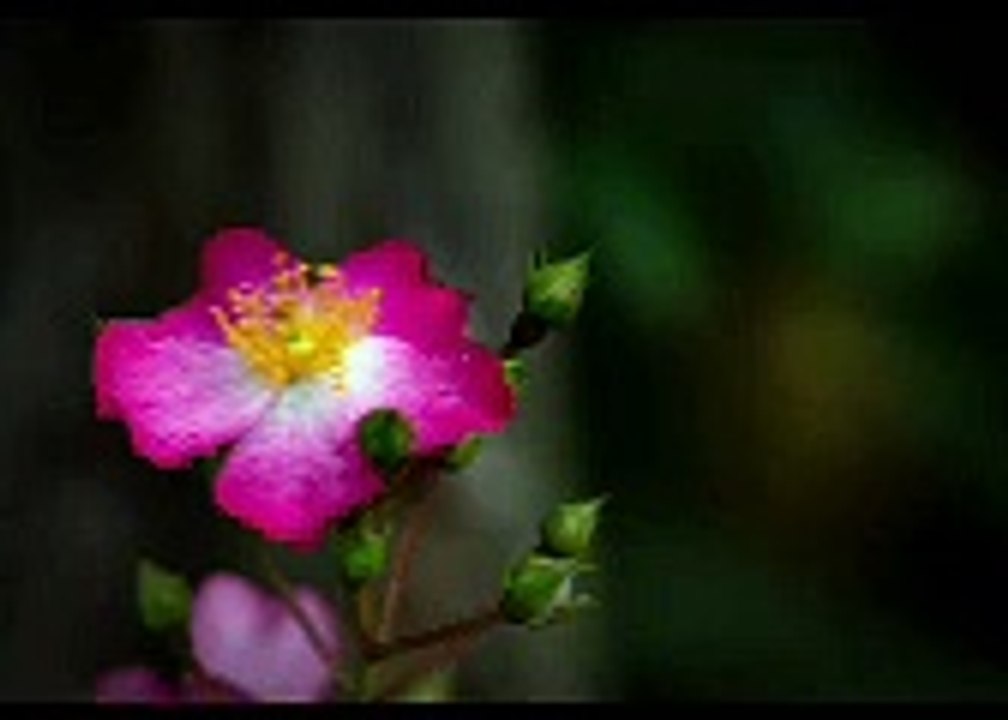 Rosa
