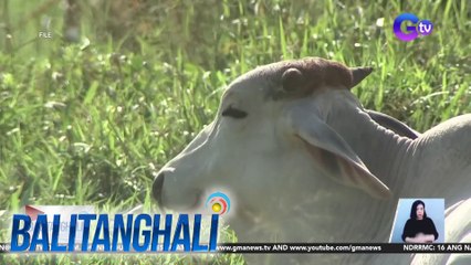 Dept. of Agriculture: Pag-angkat ng buhay at karneng baka at kalabaw mula sa ilang bansa, suspendido | BT