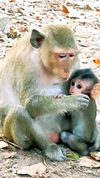 Funny Moments Mankey s Shirt, Mankey Short Video, Viral Shorts, Shorts Video, Animals In India#Mankey#Animals#Trending#Viralvideo