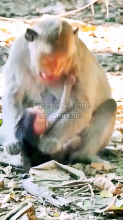 Mankeys Funny moments,Indan Animals, Animals Video, Mankey Short Video, Hindi Video,#Animals#Mankeyvideo#viralvideo#Trendingvideo