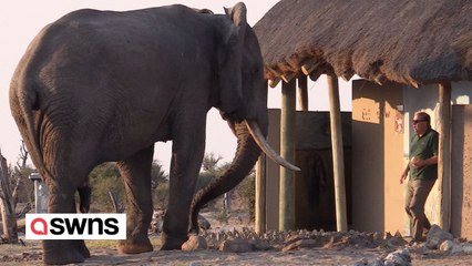 Camper bekommt Riesenschreck, als ihn beim Verlassen der Toilette ein riesiger Elefant begrüßte