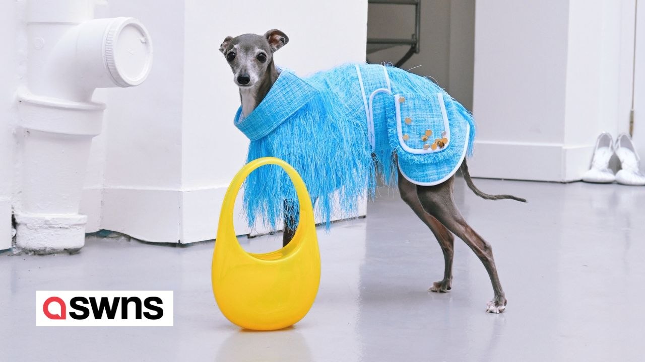 Verwöhnte hündin besitzt maßgeschneiderte garderobe mit 20.000 dollar teurer designerkleidung