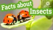 Amazing facts insects and animals | #amazing facts | animals | pets