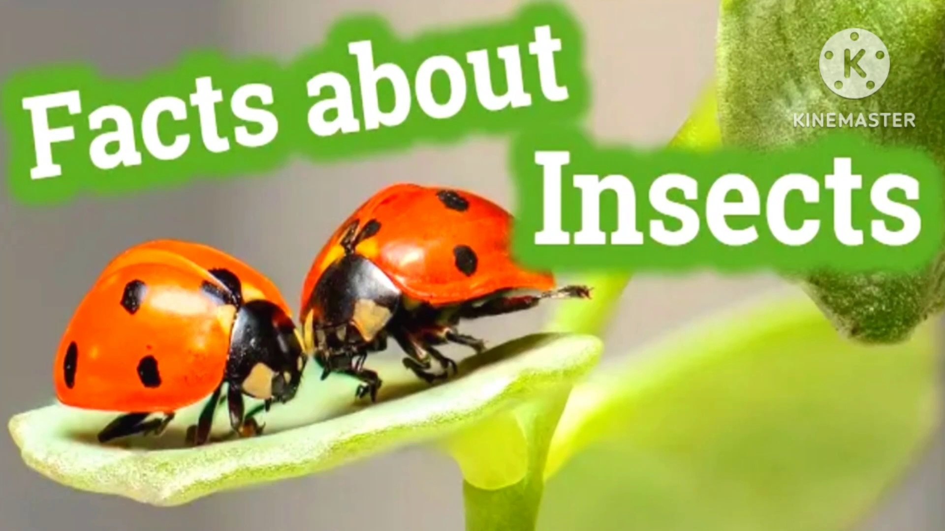 ⁣Amazing facts insects and animals | #amazing facts | animals | pets
