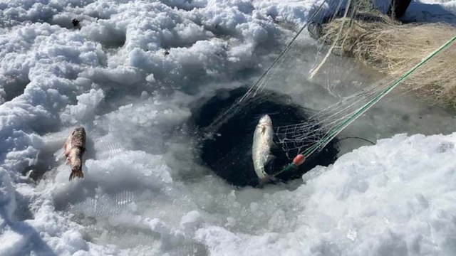 Çıldır Gölü'nde Eskimo usulü balık avı